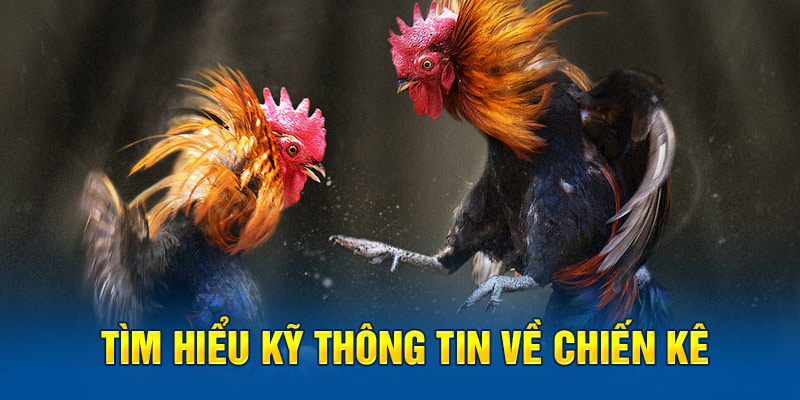 Điểm cộng khi tham gia đá gà tại BK8